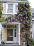 Magnificent wisteria frames the front door