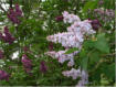 A picture of lilacs brings up olfactory memories – I love the scent