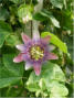 This passion flower and other tropical plants fill the geodesic dome, built in the 1980s