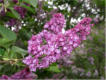 There were always fresh picked flowers in the guest rooms – lilacs in spring