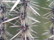 Saguaro cactus Tucson, 2009